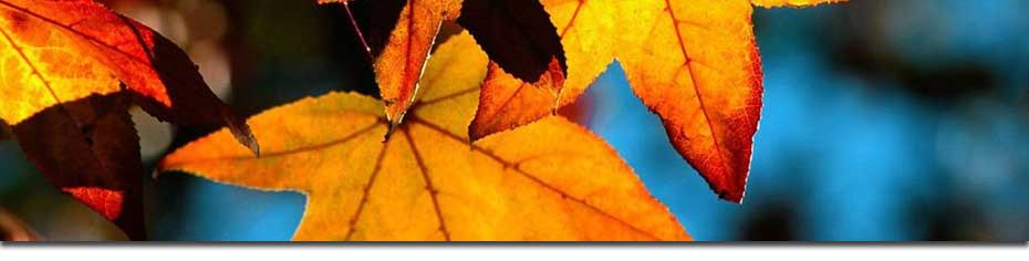 leaves
